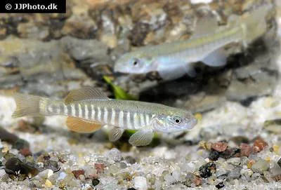 Northern plains killifish (Fundulus kansae)
