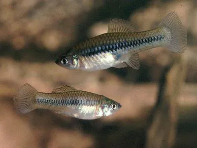 Northern platyfish (Xiphophorus gordoni)