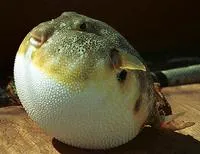 Northern puffer (Sphoeroides maculatus)