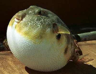 Northern puffer (Sphoeroides maculatus)