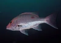 Northern red snapper (Lutjanus campechanus)