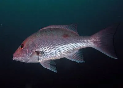 Northern red snapper (Lutjanus campechanus)