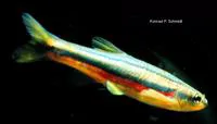 Northern redbelly dace (Chrosomus eos)