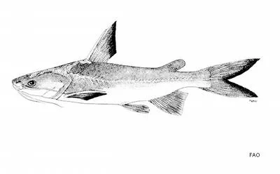 Northern rivers catfish (Neoarius utarus)