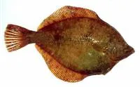 Northern rock sole (Lepidopsetta polyxystra)