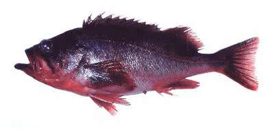 Northern rockfish (Sebastes polyspinis)