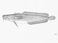 Northern rockling (Ciliata septentrionalis)