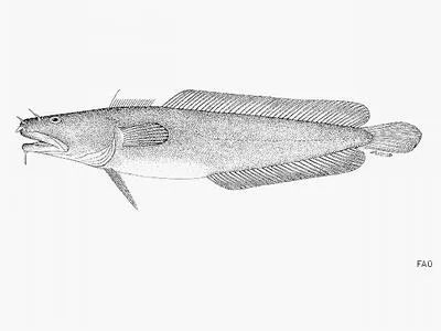 Northern rockling (Ciliata septentrionalis)