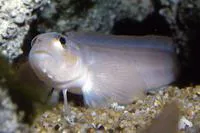 Northern ronquil (Ronquilus jordani)