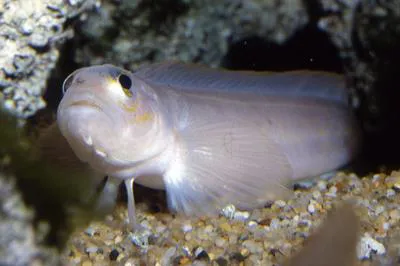 Northern ronquil (Ronquilus jordani)