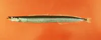 Northern sand lance (Ammodytes dubius)