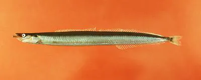 Northern sand lance (Ammodytes dubius)