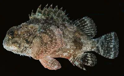 Northern scorpionfish (Parascorpaena picta)