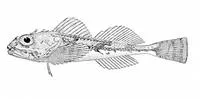 Northern sculpin (Icelinus borealis)