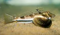 Northern searobin (Prionotus carolinus)