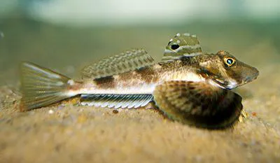 Northern searobin (Prionotus carolinus)