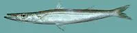 Northern sennet (Sphyraena borealis)