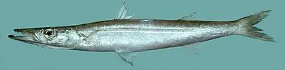 Northern sennet (Sphyraena borealis)