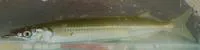 Northern snubnose garfish (Arrhamphus sclerolepis sclerolepis)