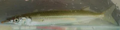 Northern snubnose garfish (Arrhamphus sclerolepis sclerolepis)