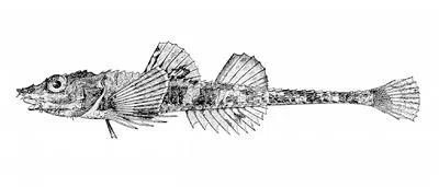 Northern spearnose poacher (Agonopsis vulsa)