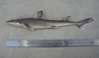 Northern spiny dogfish (Squalus griffini)