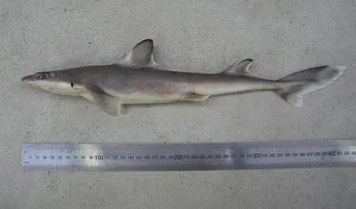 Northern spiny dogfish (Squalus griffini)