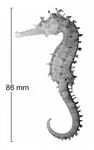 Northern spiny seahorse (Hippocampus multispinus)