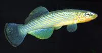 Northern studfish (Fundulus catenatus)