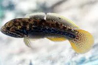 Northern trout gudgeon (Mogurnda mogurnda)