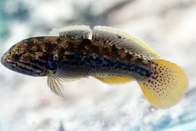 Northern trout gudgeon (Mogurnda mogurnda)