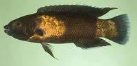 Northern tubelip (Labropsis manabei)