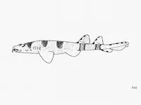 Northern wobbegong (Orectolobus wardi)