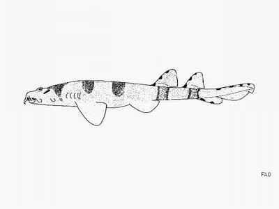 Northern wobbegong (Orectolobus wardi)