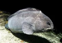 Northern wolffish (Anarhichas denticulatus)