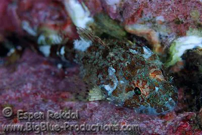 Norway bullhead (Micrenophrys lilljeborgii)