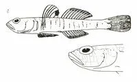 Norway goby (Pomatoschistus norvegicus)