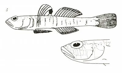 Norway goby (Pomatoschistus norvegicus)