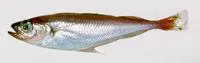 Norway pout (Trisopterus esmarkii)