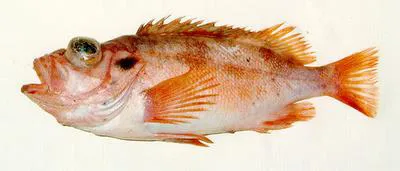Norway redfish (Sebastes viviparus)
