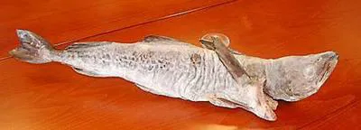 Norwegian pollock (Theragra finnmarchica)