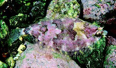 Norwegian topknot (Phrynorhombus norvegicus)