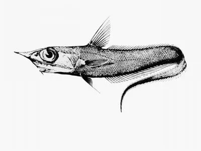 Notable whiptail (Coelorinchus innotabilis)