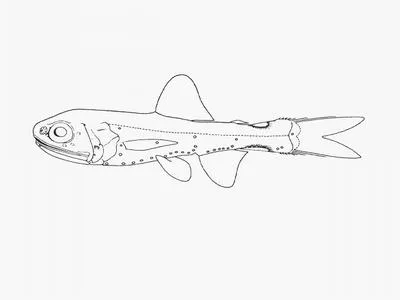 Notal lanternfish (Lampadena notialis)