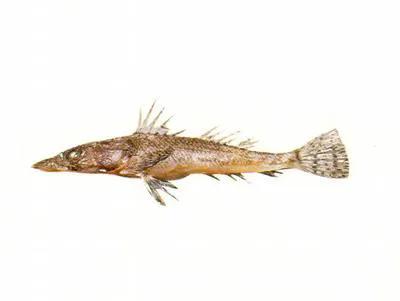 Notched flathead (Onigocia macrolepis)