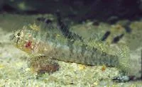 Notched triplefin (Trinorfolkia incisa)