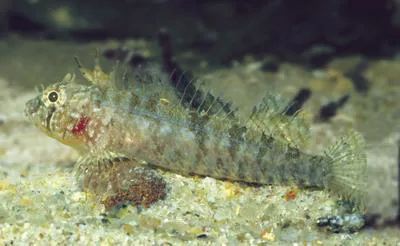 Notched triplefin (Trinorfolkia incisa)