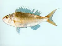 Notchedfin threadfin bream (Nemipterus peronii)
