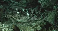 Notchheaded marblefish (Aplodactylus etheridgii)