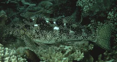 Notchheaded marblefish (Aplodactylus etheridgii)